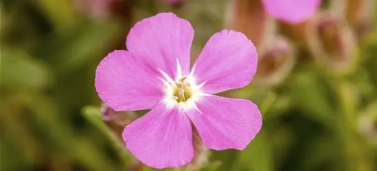 Garten-Polster-Seifenkraut 'Bressingham'