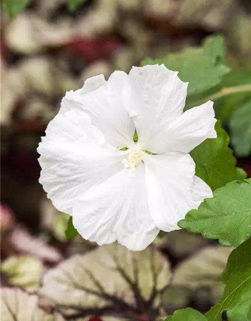 Garteneibisch 'Diana'