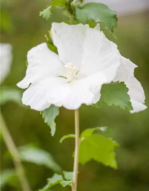 Garteneibisch 'Diana'