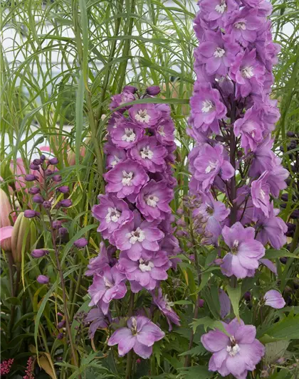 Delphinium Pacific 'Astolat'