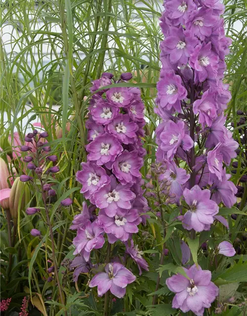 Delphinium Pacific 'Astolat'