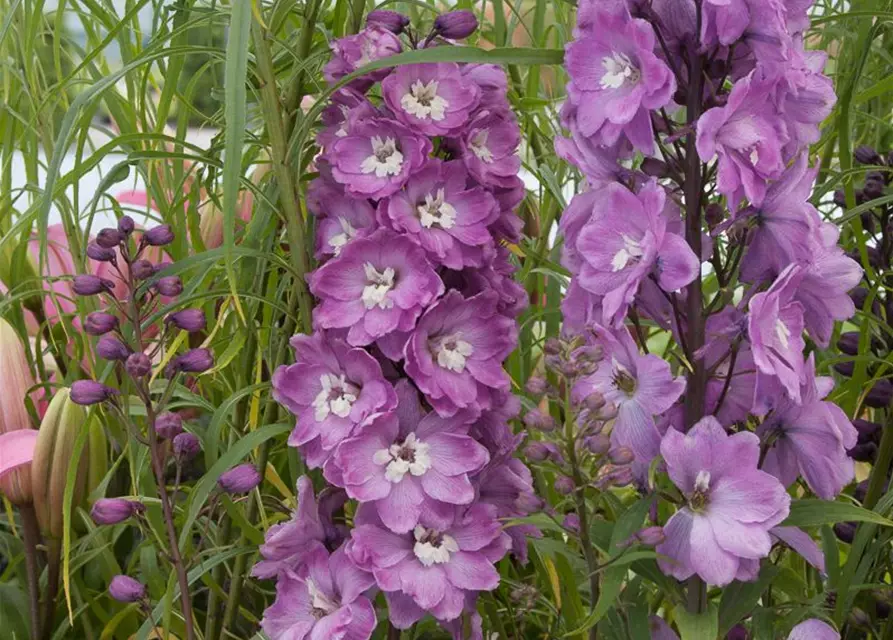 Delphinium Pacific 'Astolat'