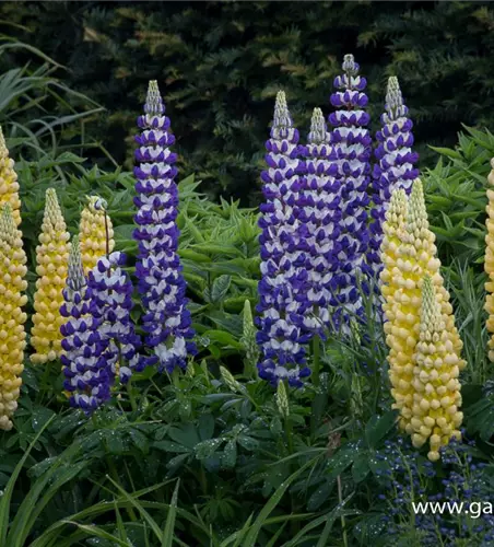 Garten-Lupine 'Desert Sun'®