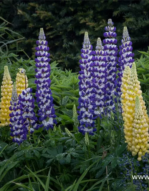 Garten-Lupine 'Desert Sun'®