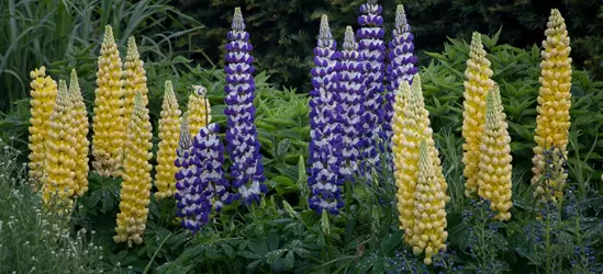 Garten-Lupine 'Desert Sun'®