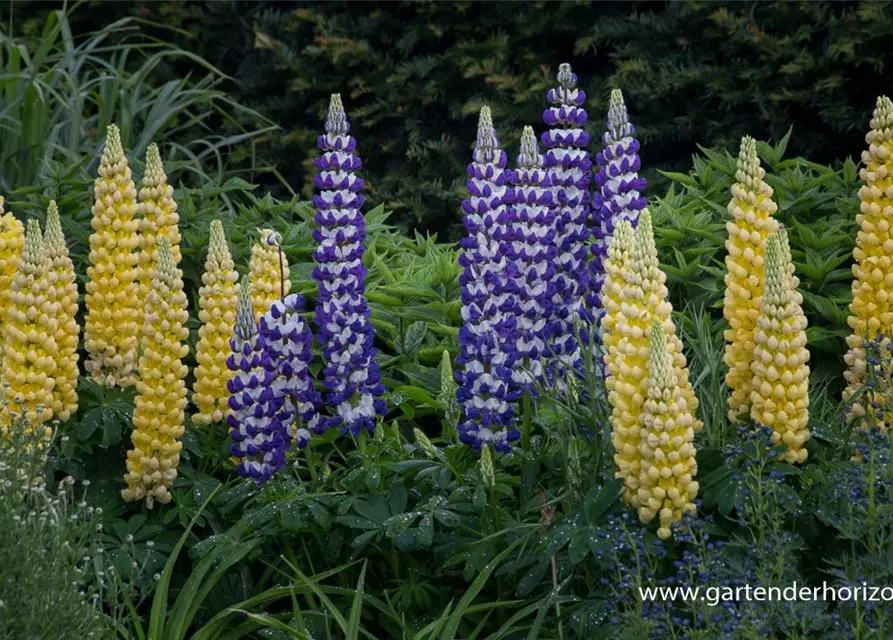 Garten-Lupine 'Desert Sun'®