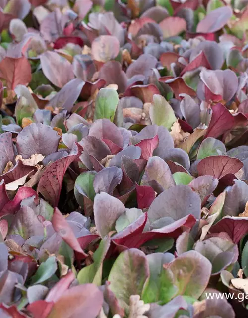 Bergenia purpurascens 'Winterglut'