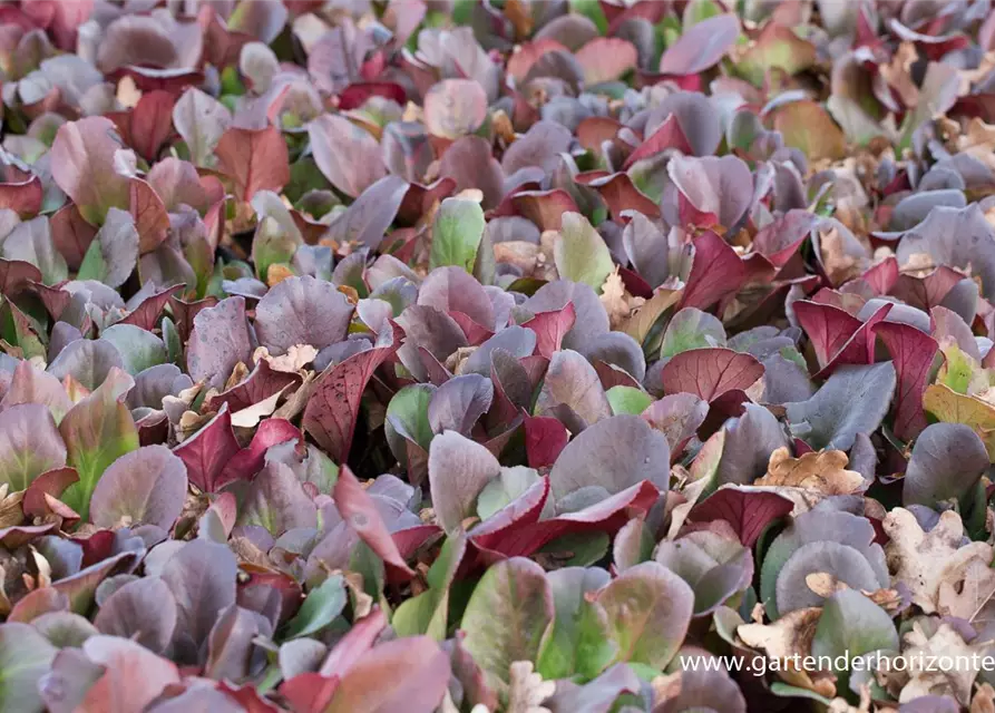 Bergenia purpurascens 'Winterglut'