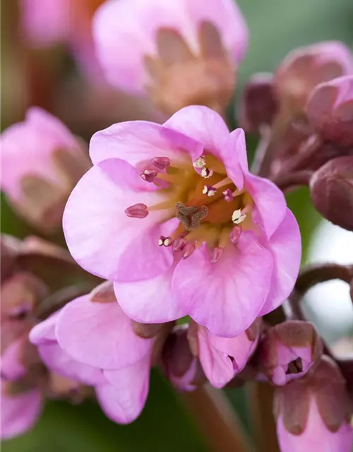 Bergenia cordifolia 'Rosi Klose'