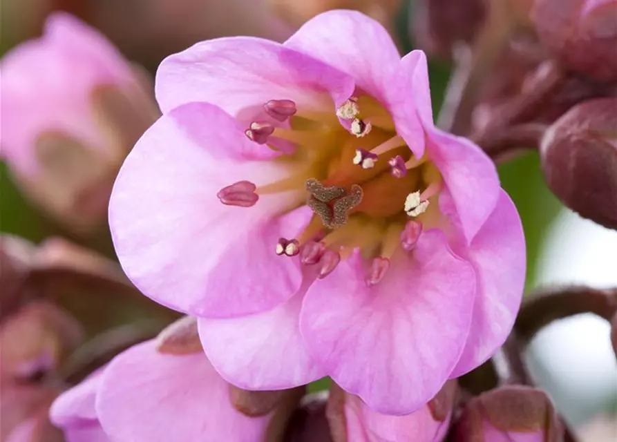 Bergenia cordifolia 'Rosi Klose'