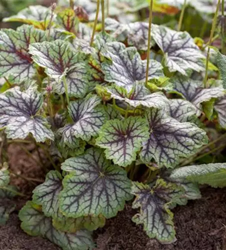 Garten-Purpurglöckchen 'Green Spice'