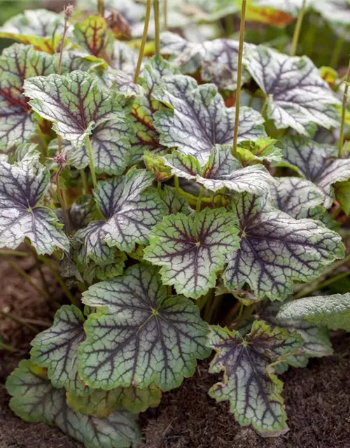 Garten-Purpurglöckchen 'Green Spice'