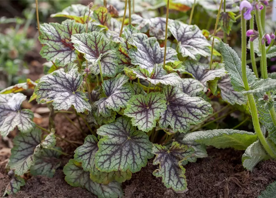 Garten-Purpurglöckchen 'Green Spice'