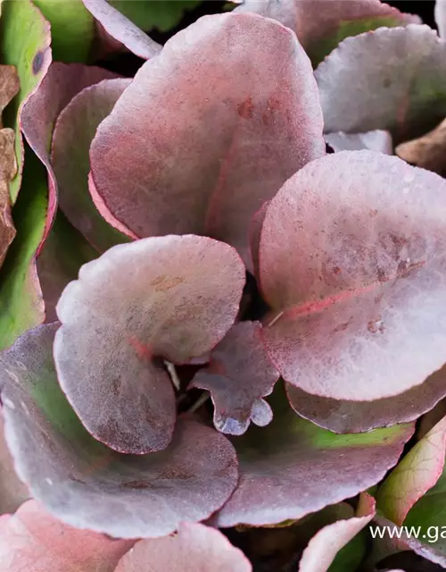 Bergenia purpurascens 'Winterglut'