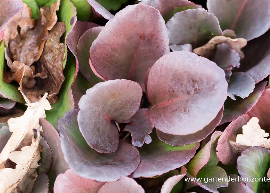 Bergenia purpurascens 'Winterglut'