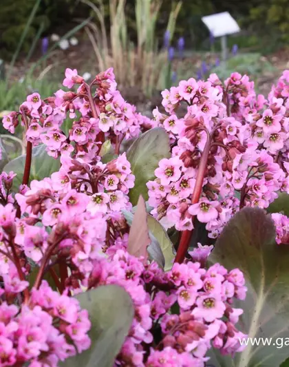 Bergenia cordifolia 'Rosi Klose'