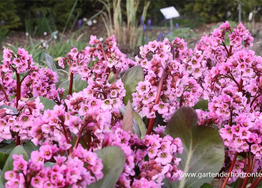 Bergenia cordifolia 'Rosi Klose'