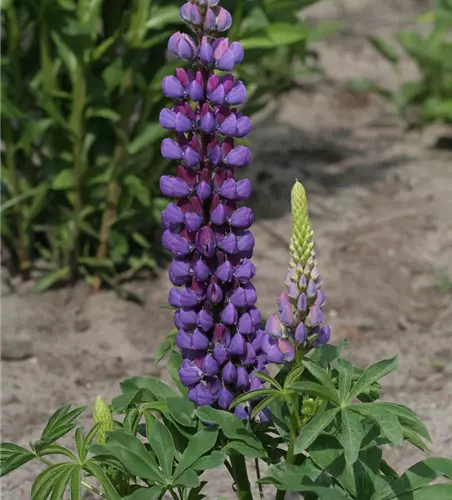 Garten-Lupine 'Camelot Blue®'