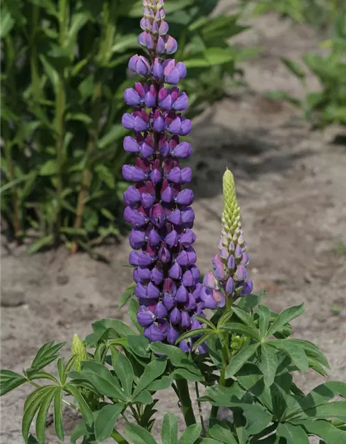 Garten-Lupine 'Camelot Blue®'