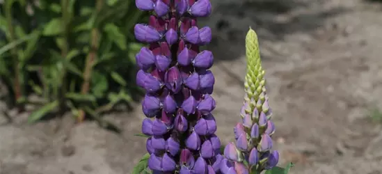 Garten-Lupine 'Camelot Blue®'