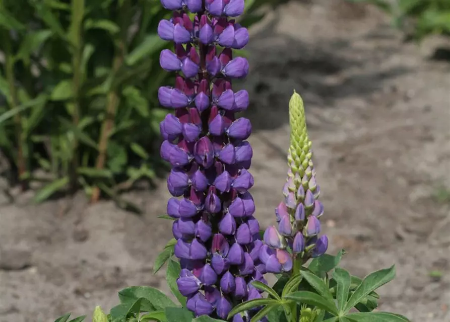 Garten-Lupine 'Camelot Blue®'