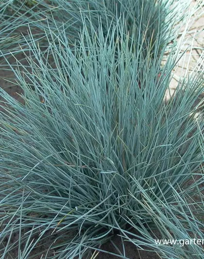 Garten-Blau-Schwingel 'Silberreiher'