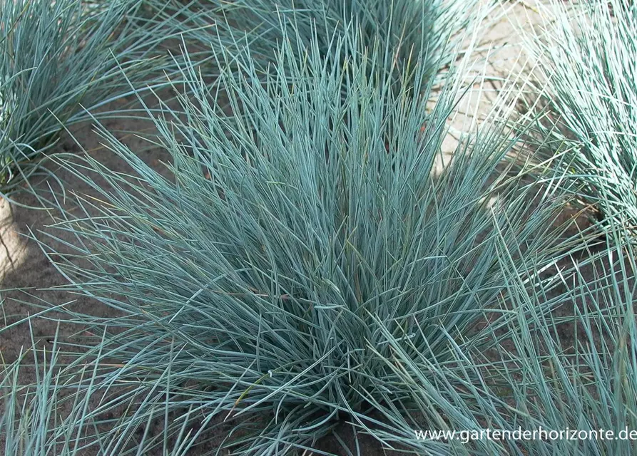 Garten-Blau-Schwingel 'Silberreiher'