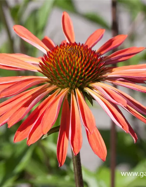 Garten-Scheinsonnenhut 'Sundown'