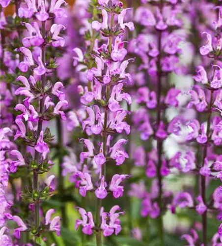 Garten-Blüten-Salbei