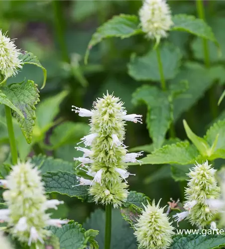 Garten-Duftnessel 'Alabaster'