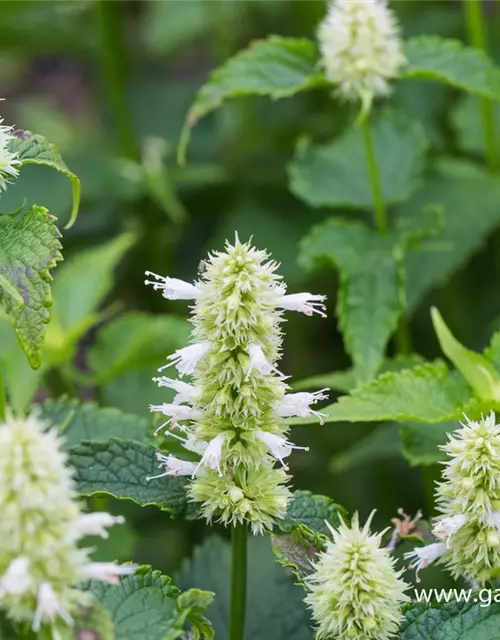 Garten-Duftnessel 'Alabaster'