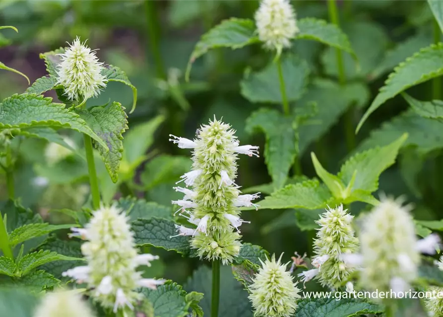 Garten-Duftnessel 'Alabaster'