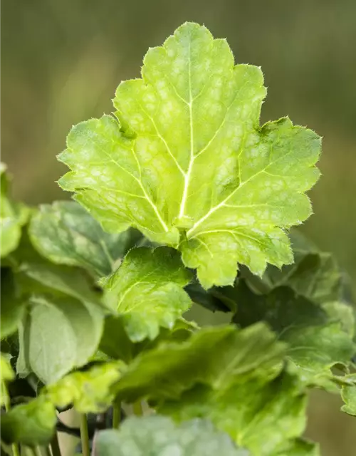 Garten-Purpurglöckchen 'Dale´s Strain'