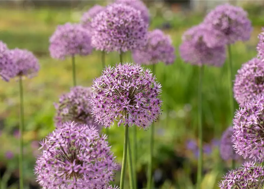 Garten-Kugel-Lauch 'Gladiator'