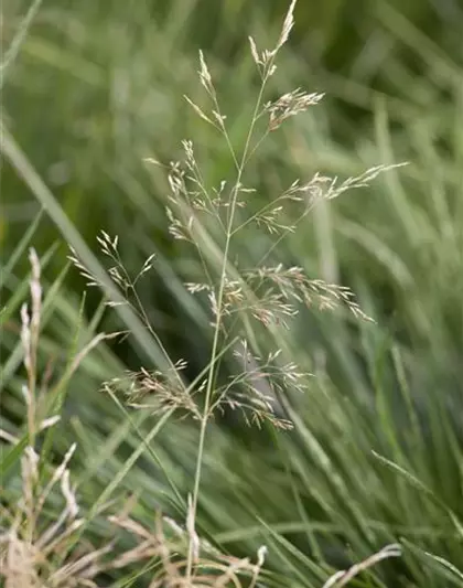 Garten-Schmiele 'Goldtau'