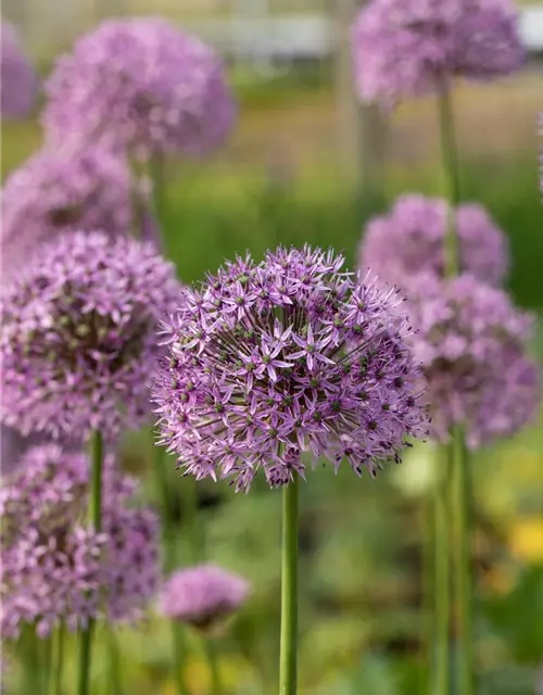 Garten-Kugel-Lauch 'Gladiator'