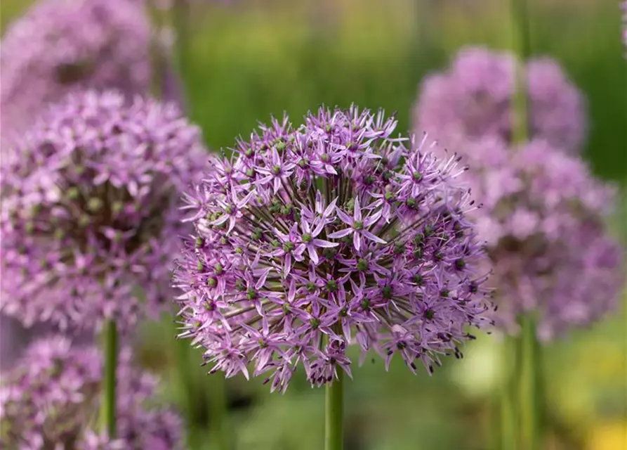 Garten-Kugel-Lauch 'Gladiator'