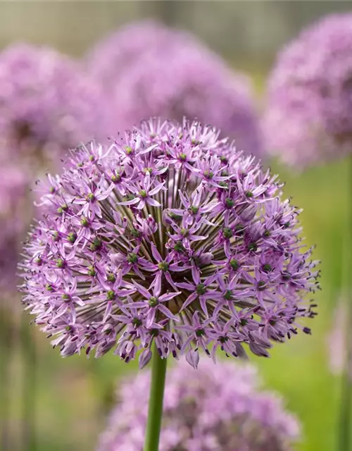 Garten-Kugel-Lauch 'Gladiator'