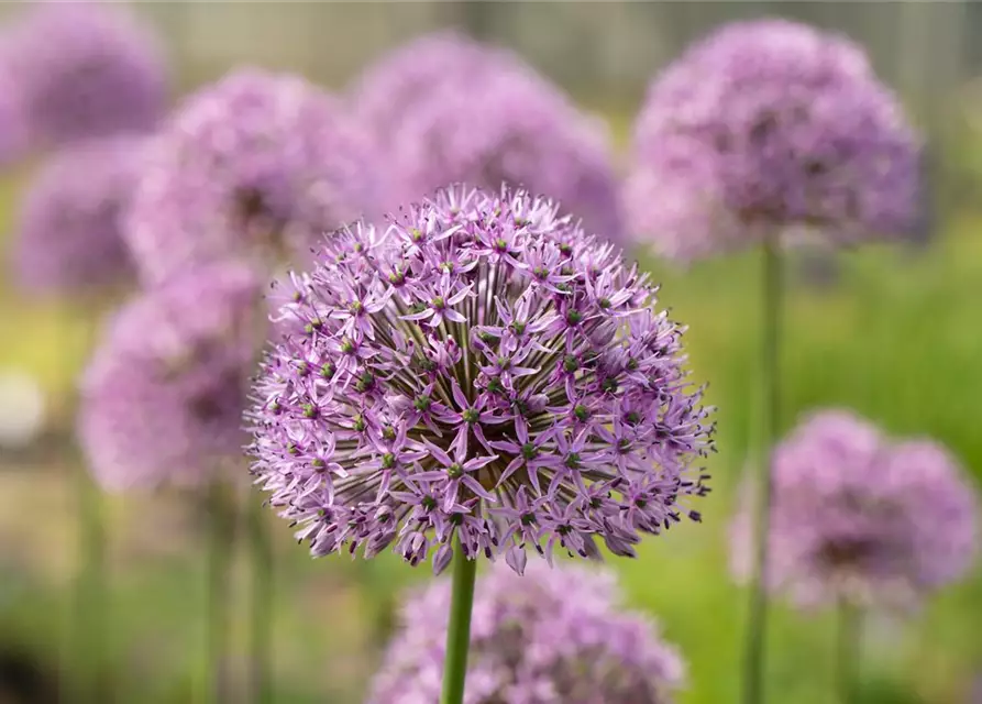 Garten-Kugel-Lauch 'Gladiator'