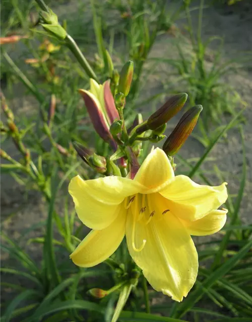 Garten-Taglilie 'Lemon Bells'