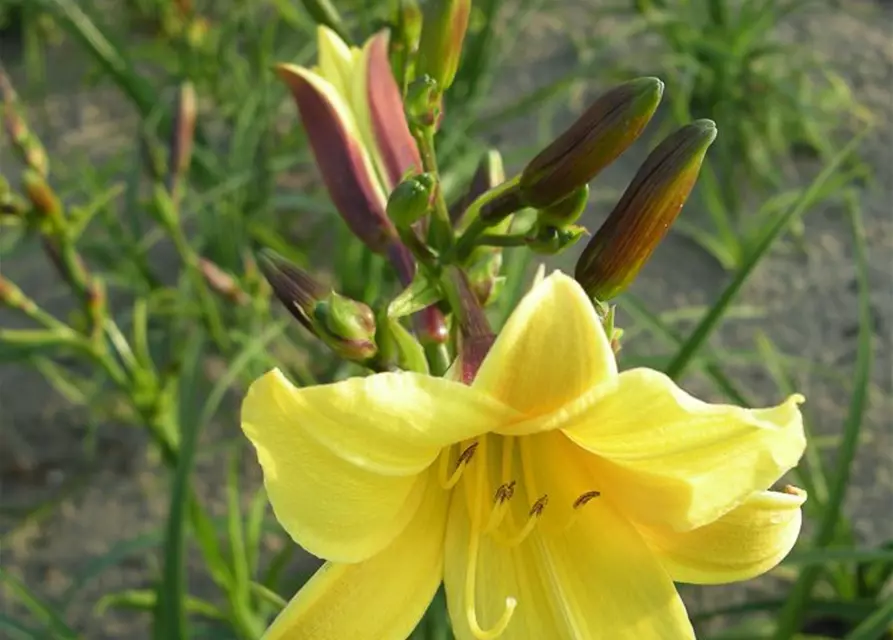 Garten-Taglilie 'Lemon Bells'