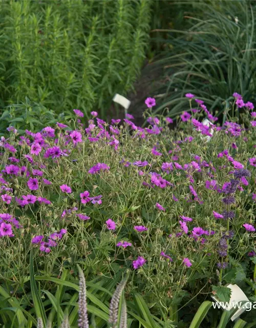 Garten-Storchschnabel 'Patricia'