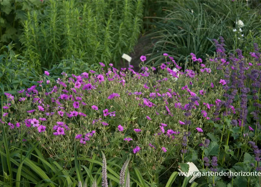 Garten-Storchschnabel 'Patricia'