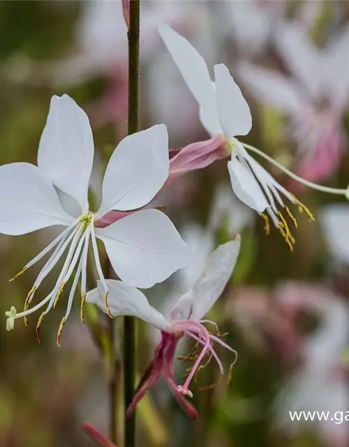 Gaura lindheimerii 'Whirling Butterflies'