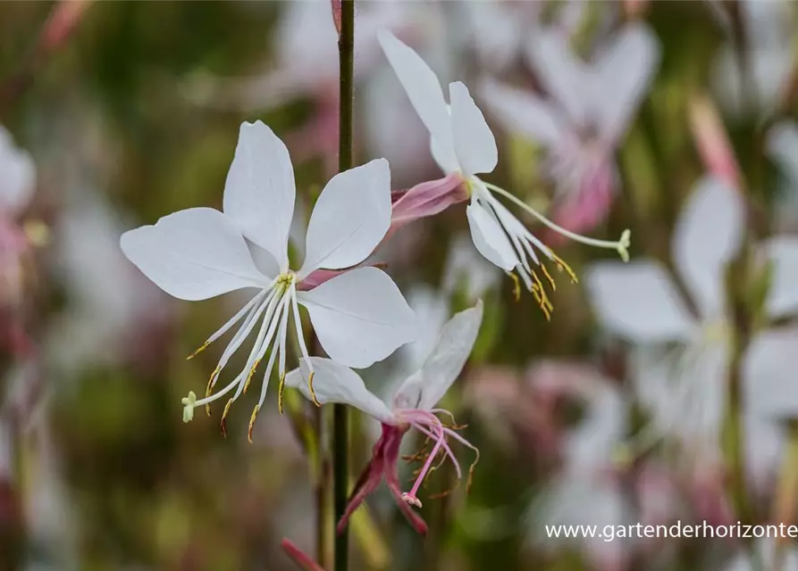 Gaura lindheimerii 'Whirling Butterflies'