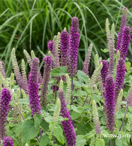 Garten-Gamander 'Purple Tails'