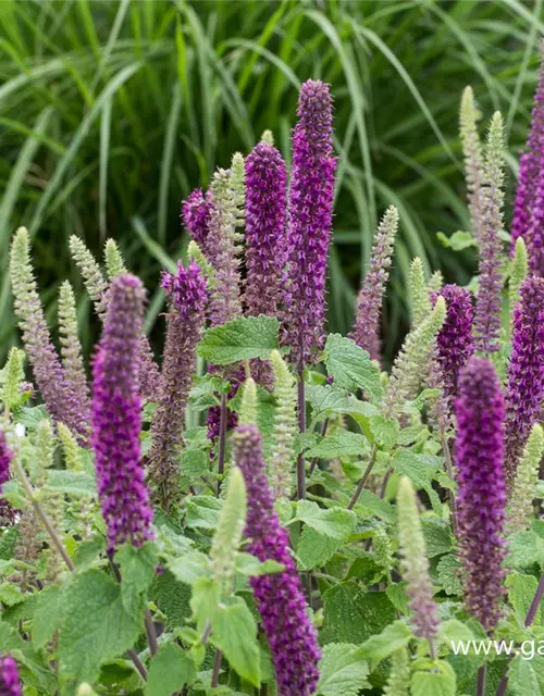 Garten-Gamander 'Purple Tails'