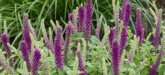 Garten-Gamander 'Purple Tails'