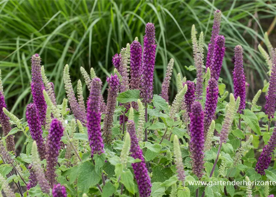 Garten-Gamander 'Purple Tails'