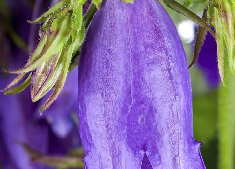 Campanula punctata 'Sarastro'